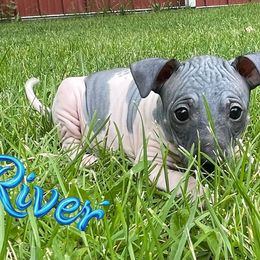 River - White and black male American Hairless Terrier puppy in Buckingham, Illinois from Gaus Hof
