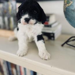 Skittles - Black and white female Cavapoo puppy in Strasburg, Pennsylvania from Still Water Puppies