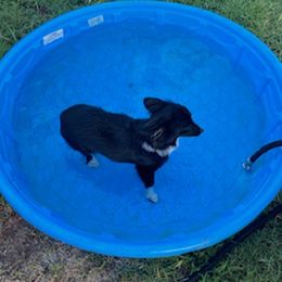 Toy Australian Shepherds from Savannah's Mini and Toy Aussies