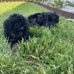 Aussiedoodle Puppies from Olive Tree Mini Aussiedoodles