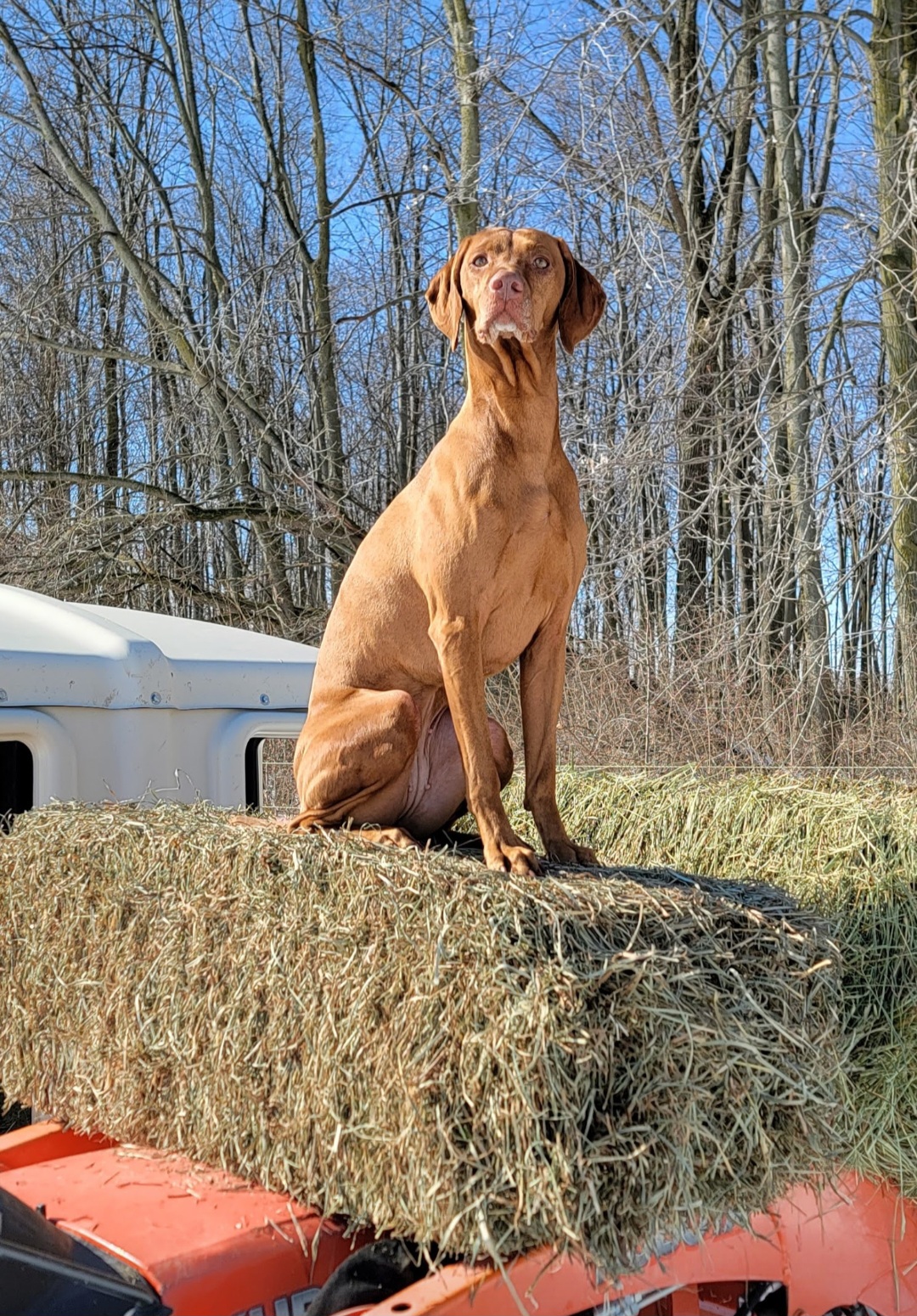 Halo - Vizsla