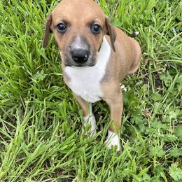 Boy 1 - White and red Italian Greyhound puppy in Winfield, Kansas from F&M Italian Greyhounds