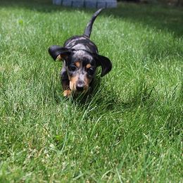 Girl 1 - Dapple female Dachshund puppy in Craig, Colorado from Rocky Mountain Shih Tzus and Dry Creek Miniature Dachshunds