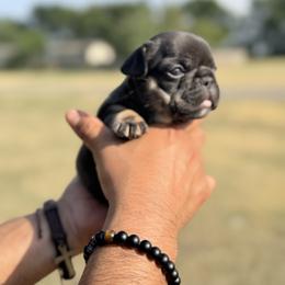 French Bulldog Puppies from Horror Line Frenchies