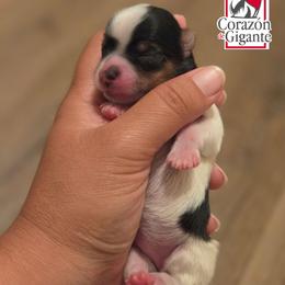 Felicia Hardy - Black tan and white female Biewer Terrier puppy in California from Corazon de gigante
