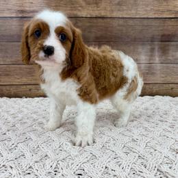 Cayenne - Blenheim female Cavapoo puppy in Beresford, South Dakota from DAKOTA DOOD RANCH