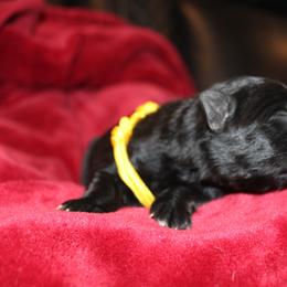 Yellow - Black female German Shepherd puppy in New York from Spitze German Shepherds