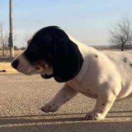 Dachshunds from Charlie’s Mini Dachshunds