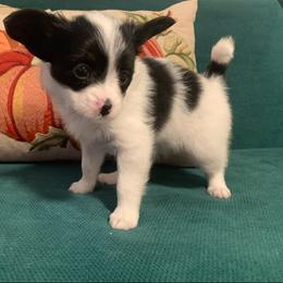 Button - Black brown and white female Papillon puppy in Lake Wales, Florida from Papillon's of Polk County Florida
