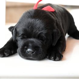 Mr. Red - Black male Labrador Retriever puppy in Pasco, Washington from ROCK CREEK LABRADORS