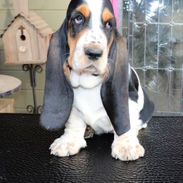 Basset Hound Puppies from Magnolia Basset Hounds