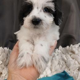Mars - Black and white male Schnoodle puppy in Andalusia, Alabama from Kaleidoscope Kennels