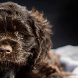 Cocker Spaniels from Sego Lily Cockers