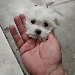 Maltese Puppies from Emotional Amor Support