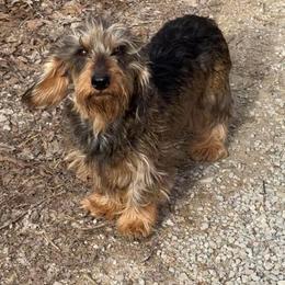 Cece - Dachshund