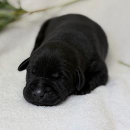 Trek - Black male Labrador Retriever puppy in Sweet Home, Oregon from Knotty Creek Labradors