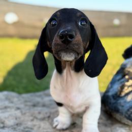 Nemo - Piebald male Dachshund puppy in Fond Du Lac, Wisconsin from Clucking Homestead Springers & Dachshunds