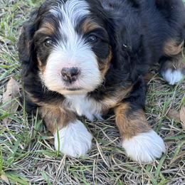 Bernedoodle Puppies from Sixlittles and Bernedoodles