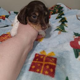 Dj - Piebald male Dachshund puppy in Round Lake Beach, Illinois from Doxie Dynasty