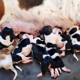 Ford - Black brown and white male Basset Hound puppy in Mack's Creek, Missouri from Mack's Creek Basset Hounds