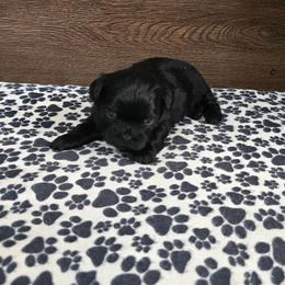 Trixy Boy 2 - Black male Shih Tzu puppy in Meadows Of Dan, Virginia from Walt’s Shih Tzus