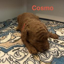 Cosmo - Red  male Poodle puppy in Union Grove, Alabama from Beltane Bonnies
