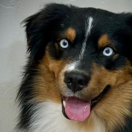 Akay - Miniature Australian Shepherd
