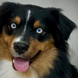 Akay - Miniature Australian Shepherd