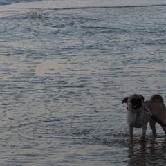 Pugs from E&Z Pugs