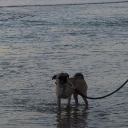 Pugs from E&Z Pugs