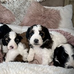 Bernedoodles, Goldendoodles, Poodles, and Sheepadoodles from Dapper Doodle Pups