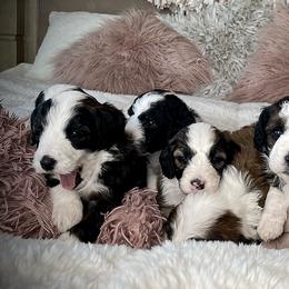 Bernedoodles, Goldendoodles, Poodles, and Sheepadoodles from Dapper Doodle Pups