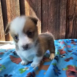 Emma - Red female Pembroke Welsh Corgi puppy in Castle Rock, Washington from Heckman Corgis