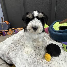 Miniature Schnauzer Puppies from Ancient City Schnauzers