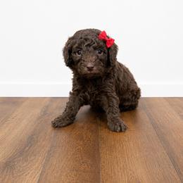 Kelli - Brown female Poodle puppy in Nacogdoches, Texas from Nacadoodles