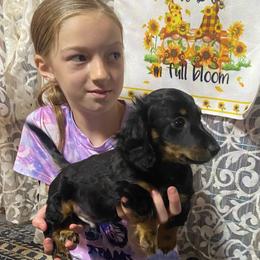 NICKI  AKC full rights - Black and tan male Dachshund puppy in Elizabethtown, Kentucky from Teeny Tiny Puppy Tails