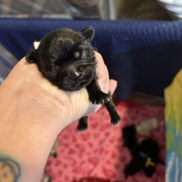 White collar - Black male Shih Tzu puppy in Kosciusko, Mississippi from The Dog House LLC