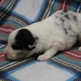 Neil - Blue merle male Australian Shepherd puppy in Kansas, Oklahoma from Windy G Farm