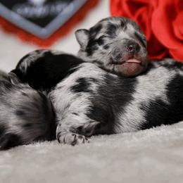 Pomeranians from Prissy Pets