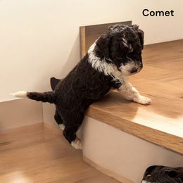 Comet - Lagotto Romagnolo puppy from Premier Truffles