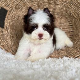 Miles - Chocolate, tan and white male Yorkshire Terrier puppy in Hardin, Texas from Katrinas puppies