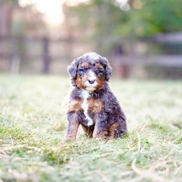 White collar - Blue merle male Bernedoodle puppy in Spokane, Washington from Doodle Love