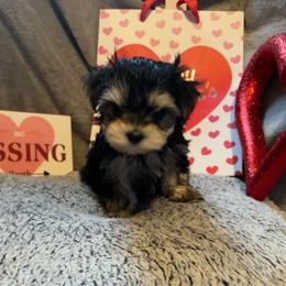 Linda - Black & tan tri-color female Morkie puppy in Taylorsville, North Carolina from Mountain Top Hot Tailz