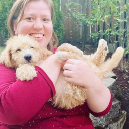 Double Doodle Puppies from Riverside Doodles in Seattle (double doodles)