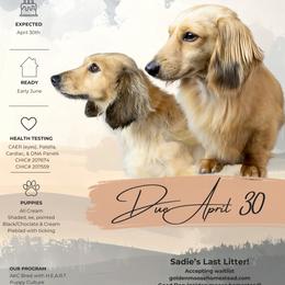 Dachshund puppies from Golden Moose Homestead