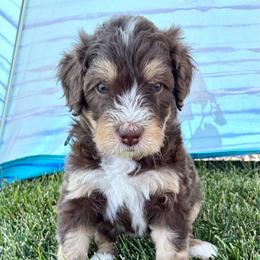 Blue Collar Boy - Brown male Bernedoodle puppy in Ogden, Utah from Salty Point Doodles