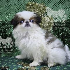 Ligeia - Sable and white female Japanese Chin puppy in Johnson City, Tennessee from Erin & Friends Japanese Chin