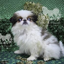 Ligeia - Sable and white female Japanese Chin puppy in Johnson City, Tennessee from Erin & Friends Japanese Chin
