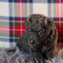 Grayl - Gray male Mudi puppy in Gatlinburg, Tennessee from Greenbrier