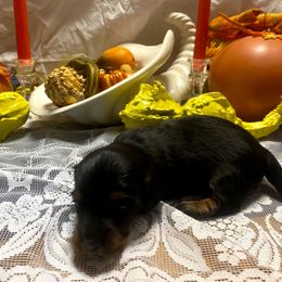 MAVIS - Black and tan female Dachshund puppy in Elizabethtown, Kentucky from Teeny Tiny Puppy Tails